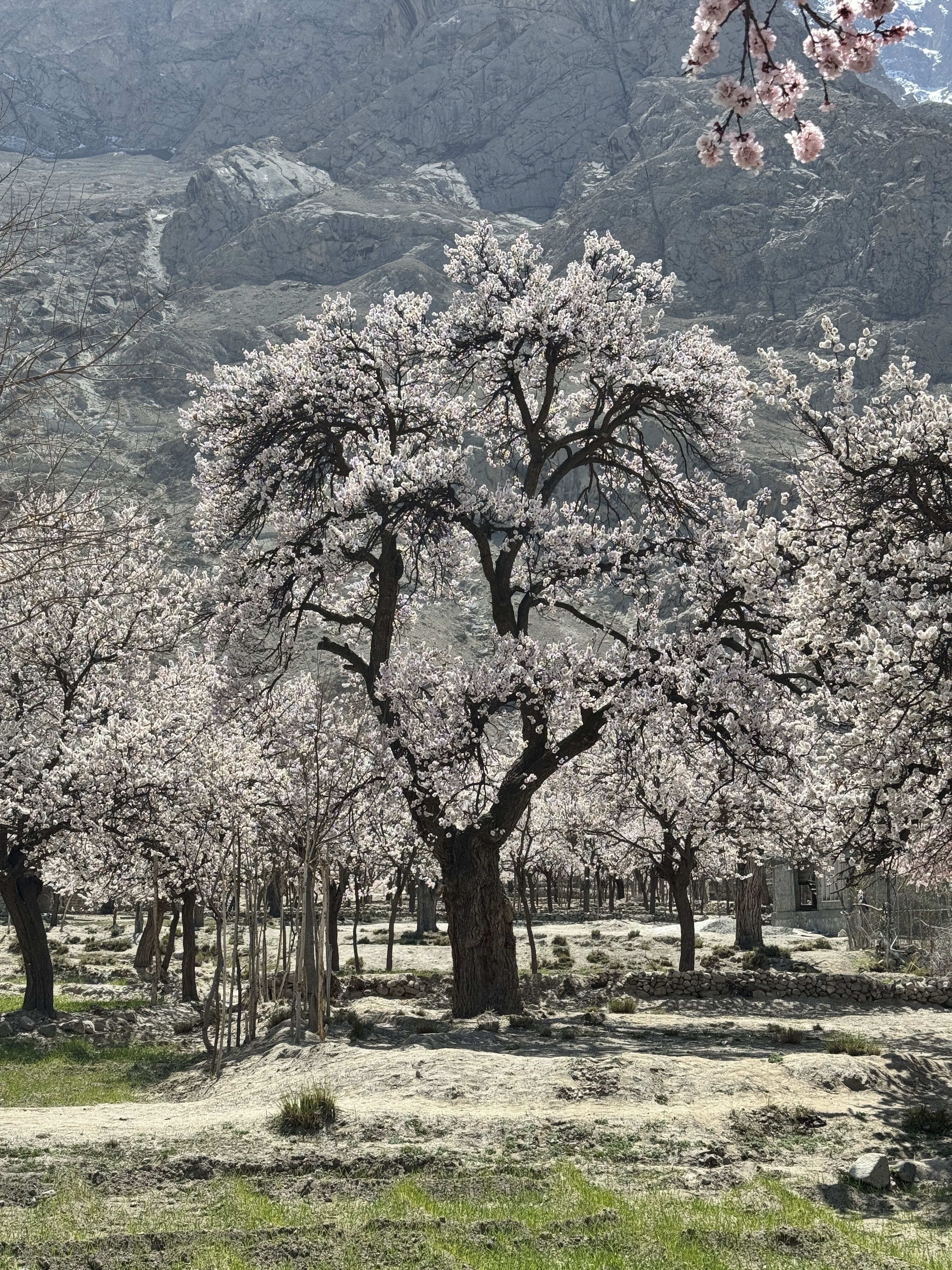 skardu
