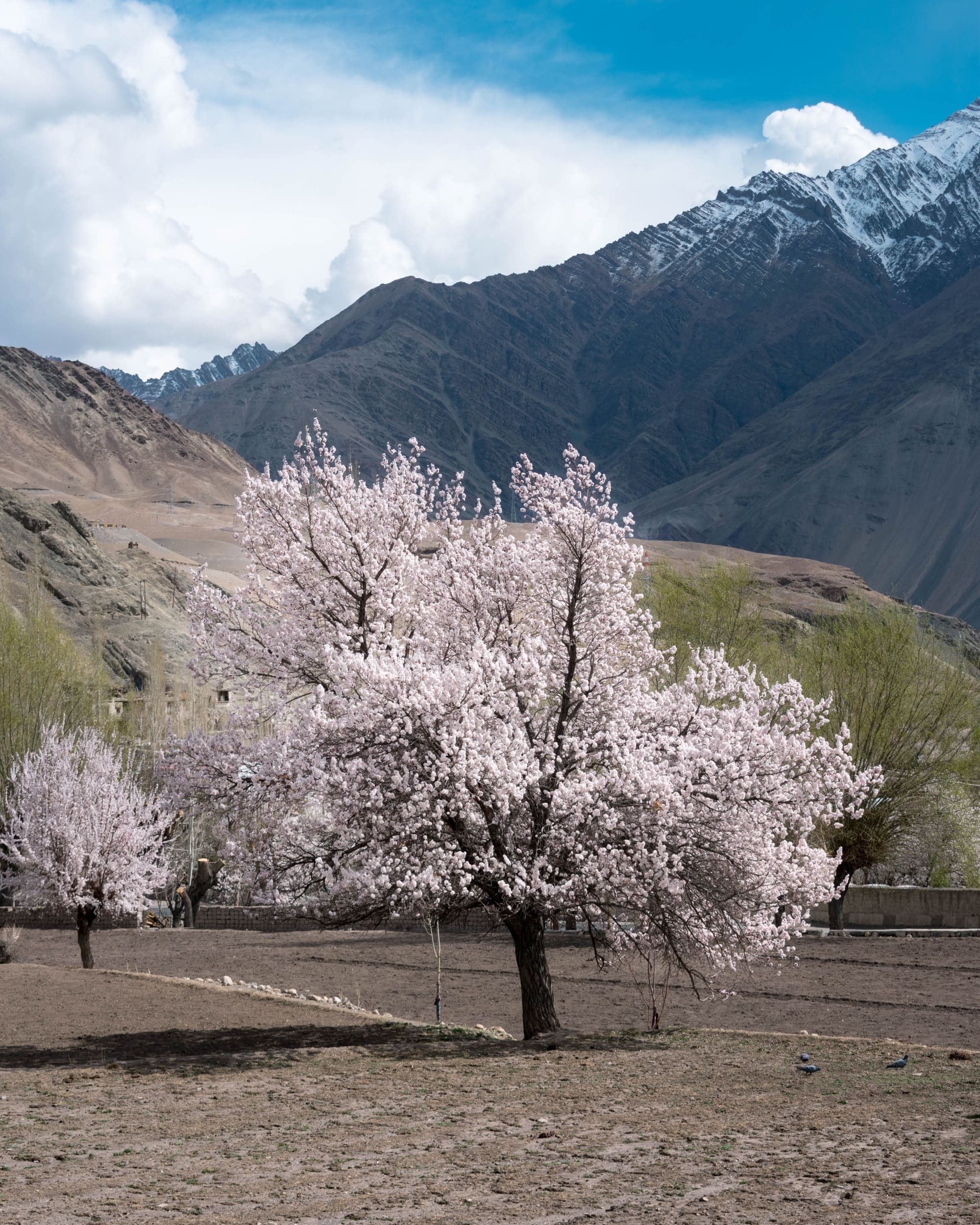 skardu